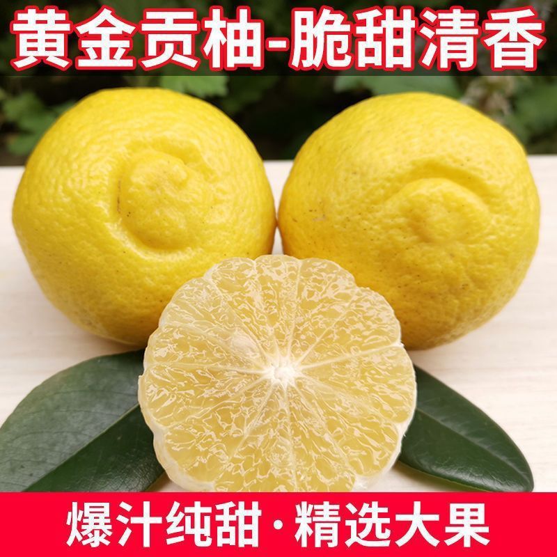 怀化洪江黄金贡柚春香桔柚新鲜象山青甜丑八怪小柚子5/10斤礼盒装