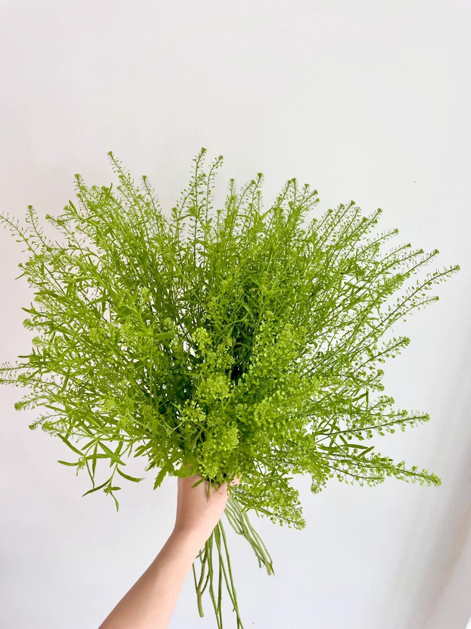 绿灵草鲜花批发婚庆花店团购用花家用水培切花基地直批-阿里巴巴