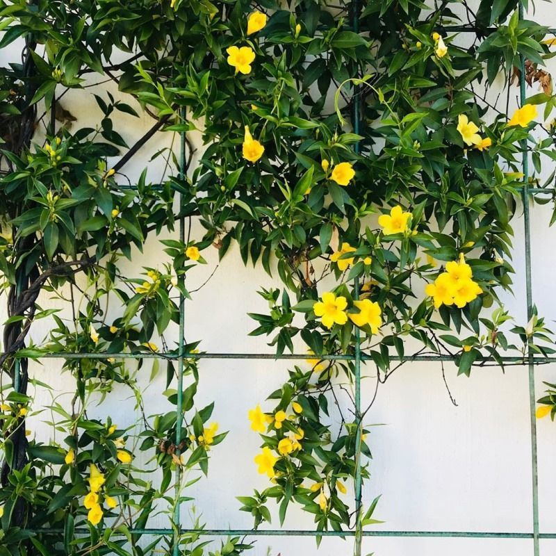 室内外绿植花卉法国香水茉莉花苗盆栽爬藤植物耐寒