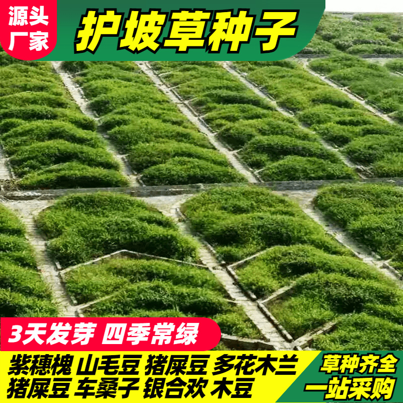 灌木种子紫穗槐刺槐多花木兰胡枝子葛藤荒山复绿草种护坡固土草籽