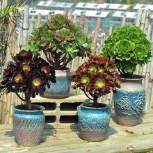 法师多肉老桩红覆物美法师铜壶盆栽黑杜莎一轮一拍巨型绿植物缀化