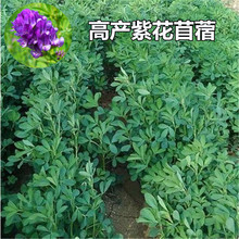 紫花木须种子大叶苜蓿牛羊饲料食用芽苗菜木须菜牧秋播
