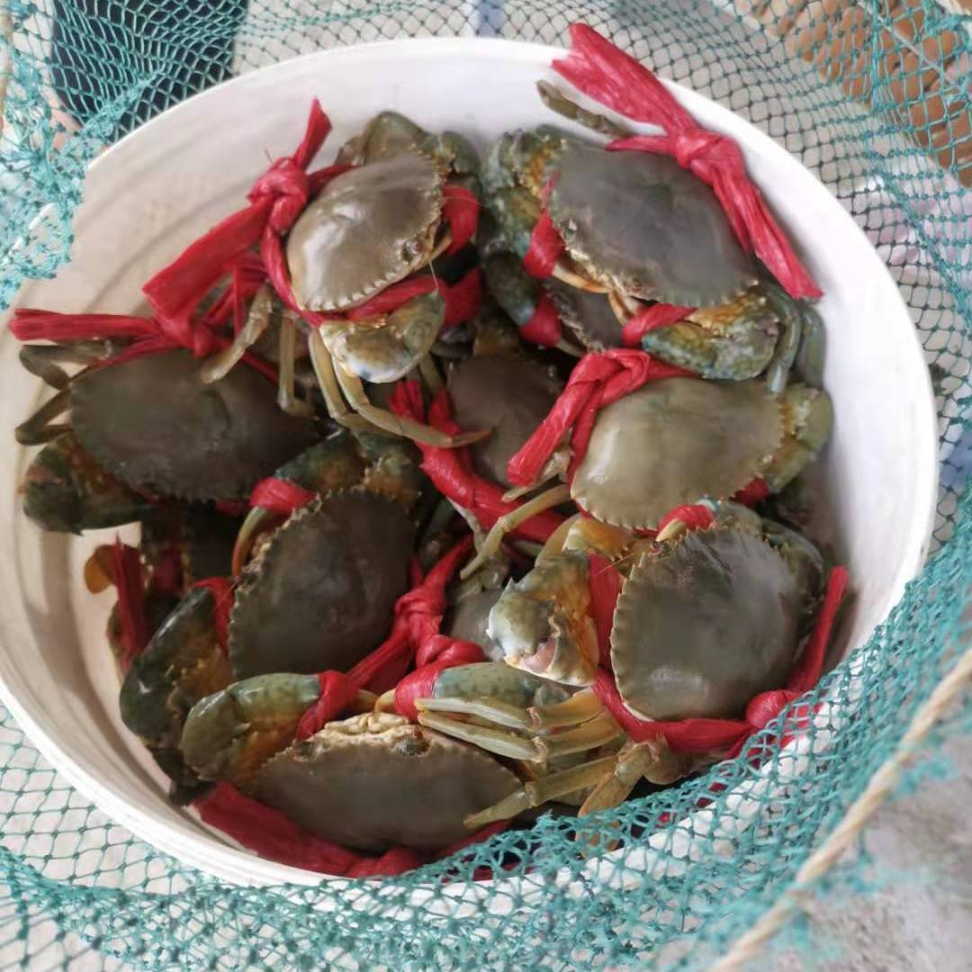 3斤顺丰包邮海捕小青蟹鲜活公蟹母蟹红黄膏蟹海鲜水产海螃蟹
