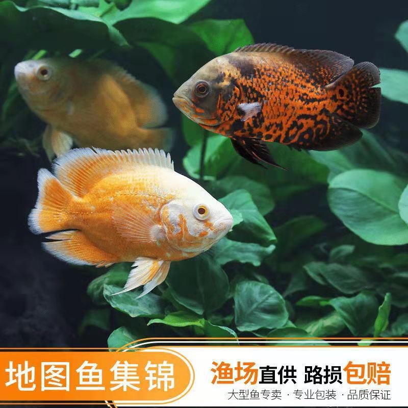 热带鱼淡水大型