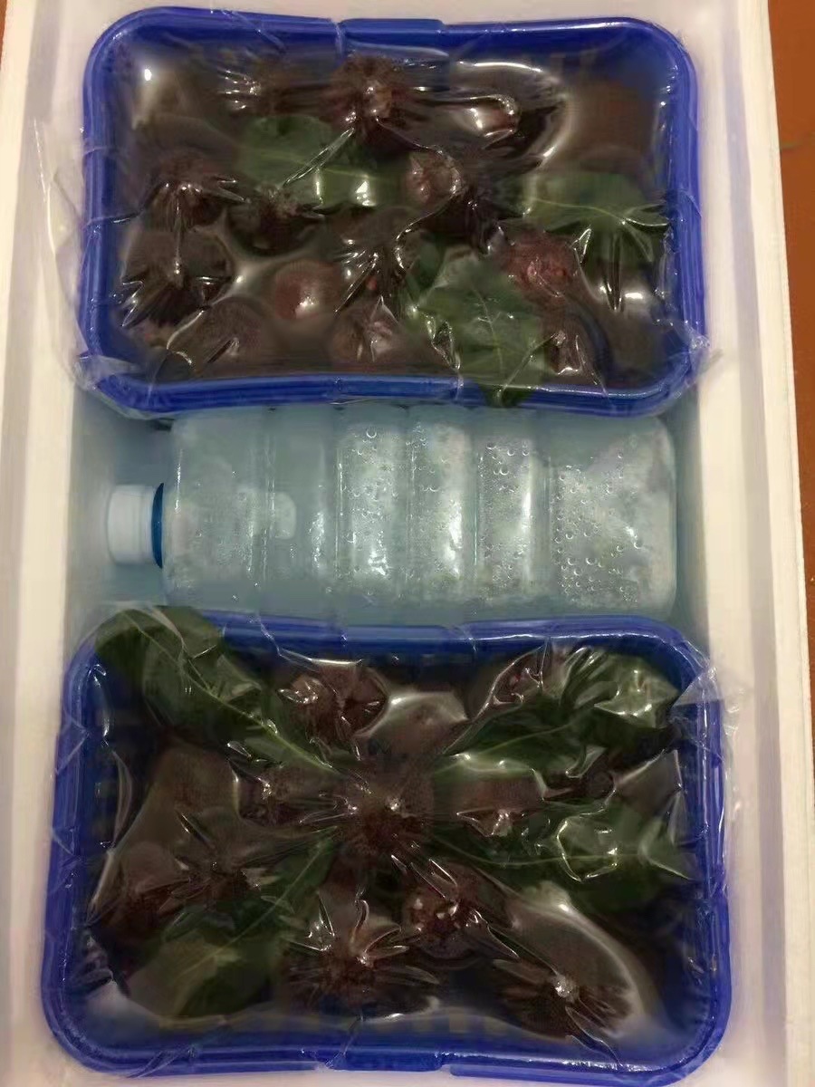 杨梅专用共挤三边封真空袋