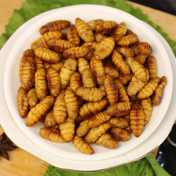 蚕蛹鲜活金丝小蝉蛹新鲜宠物钓鱼饲料蚕蛹干特非开袋即食 4斤