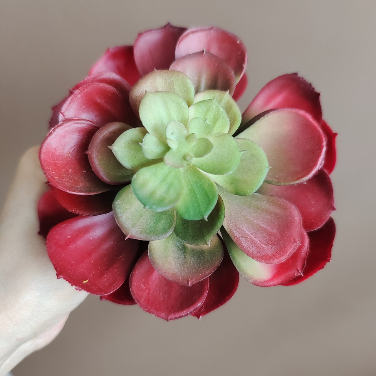 多肉植物大宝莲 家居样板间插花配饰 婚庆拍照假花植物盆景仿真花
