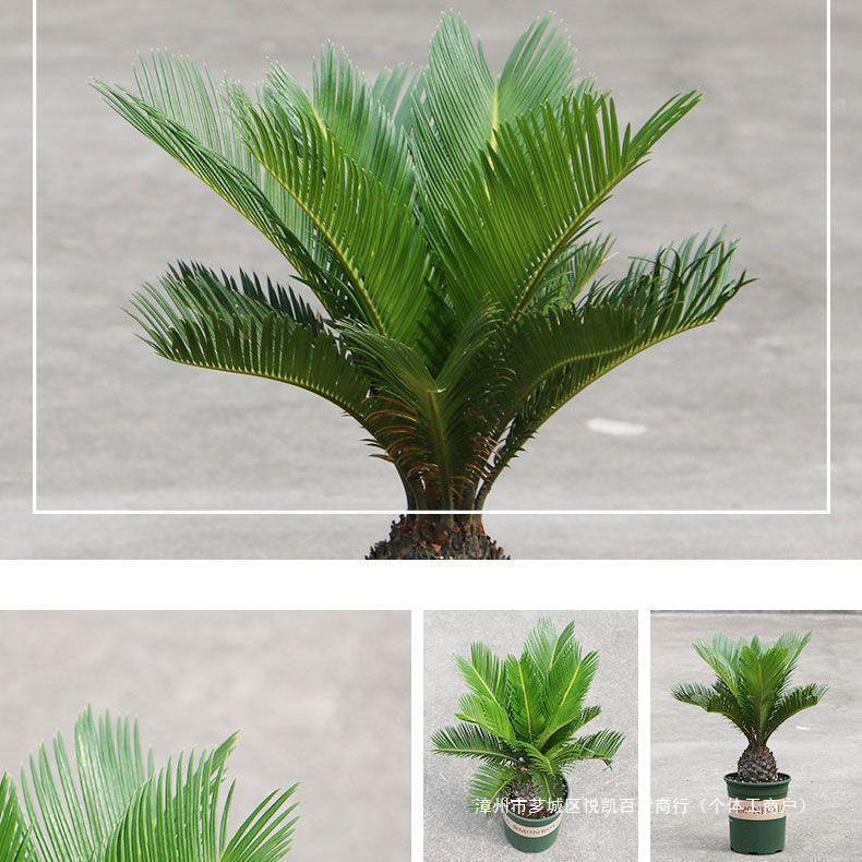 室内大型绿植苏铁盆景四季常青庭院铁树小苗室外铁树盆栽景观其他