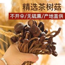 古田特产茶树菇干货农家直供深山蘑菇新鲜煲汤食材原生态榛蘑