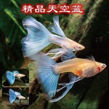 高红剑鱼双尾鱼燕尾高鳍红箭鱼帆热带红白燕尾剑发财