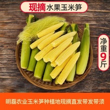 广西横县农产品新鲜甜小玉米笋玉米芯仔嫩玉米现摘现发2斤3斤包邮