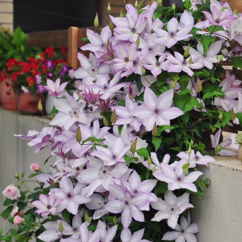 凤尾鸡冠花-凤尾鸡冠花厂家,品牌,图片,热帖-阿里巴巴