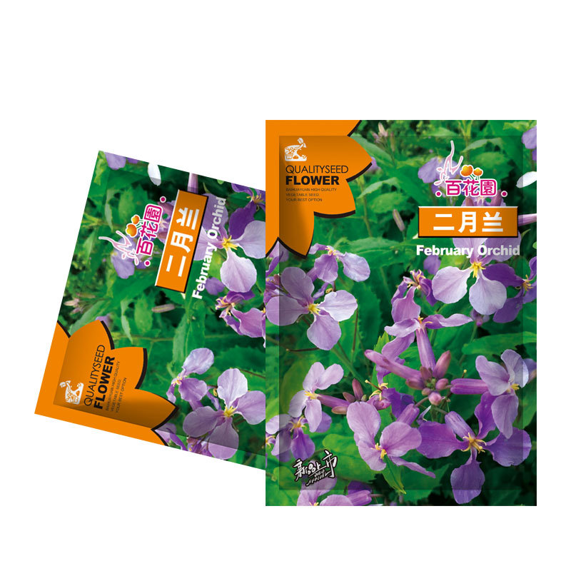 厂家批发二月兰花卉种子原厂彩包多年生花种子诸葛菜二月蓝花种籽
