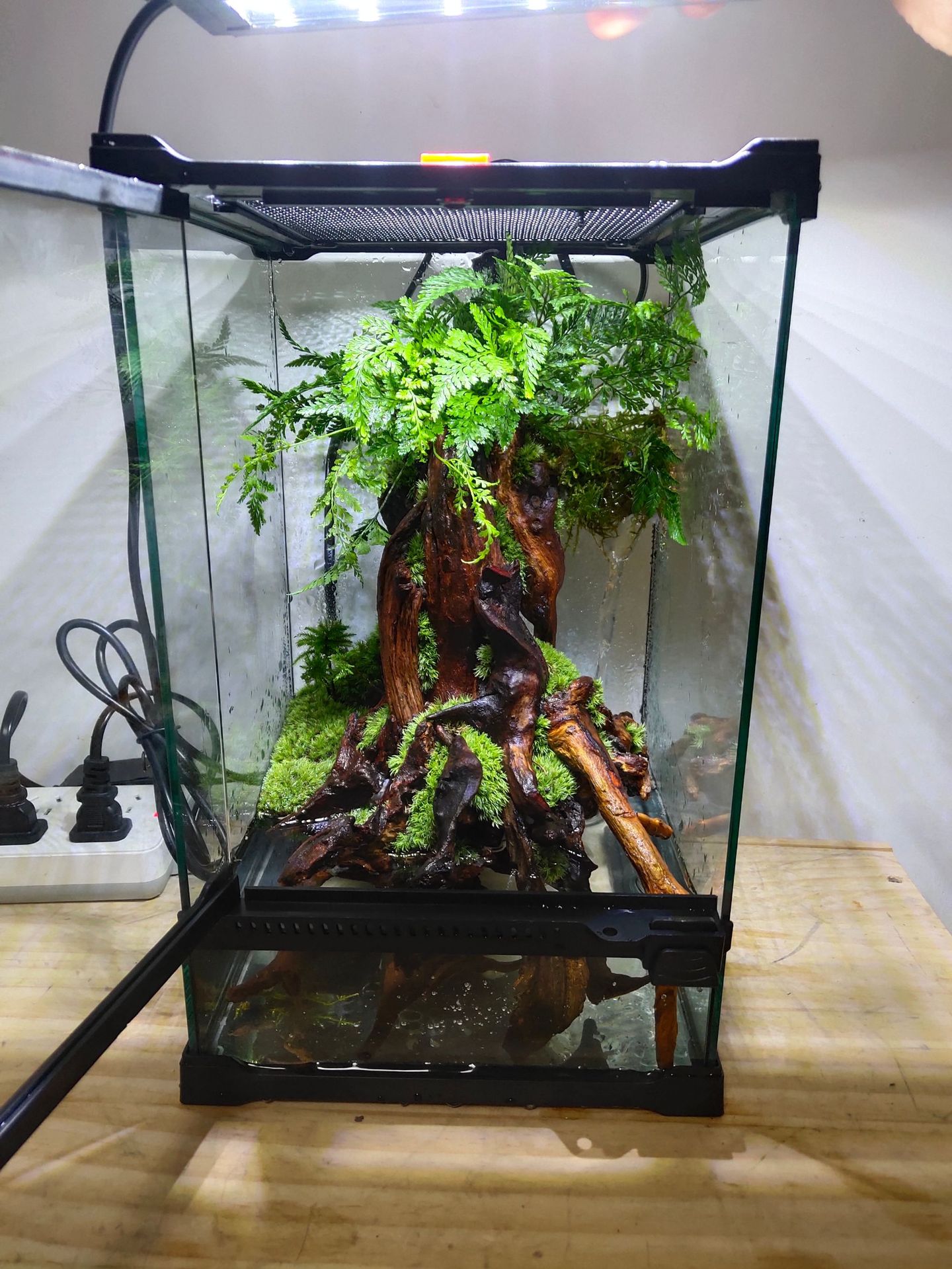 树桩造型雨林缸流水微景观植物造景水陆生态玻璃中大自然水族苔藓