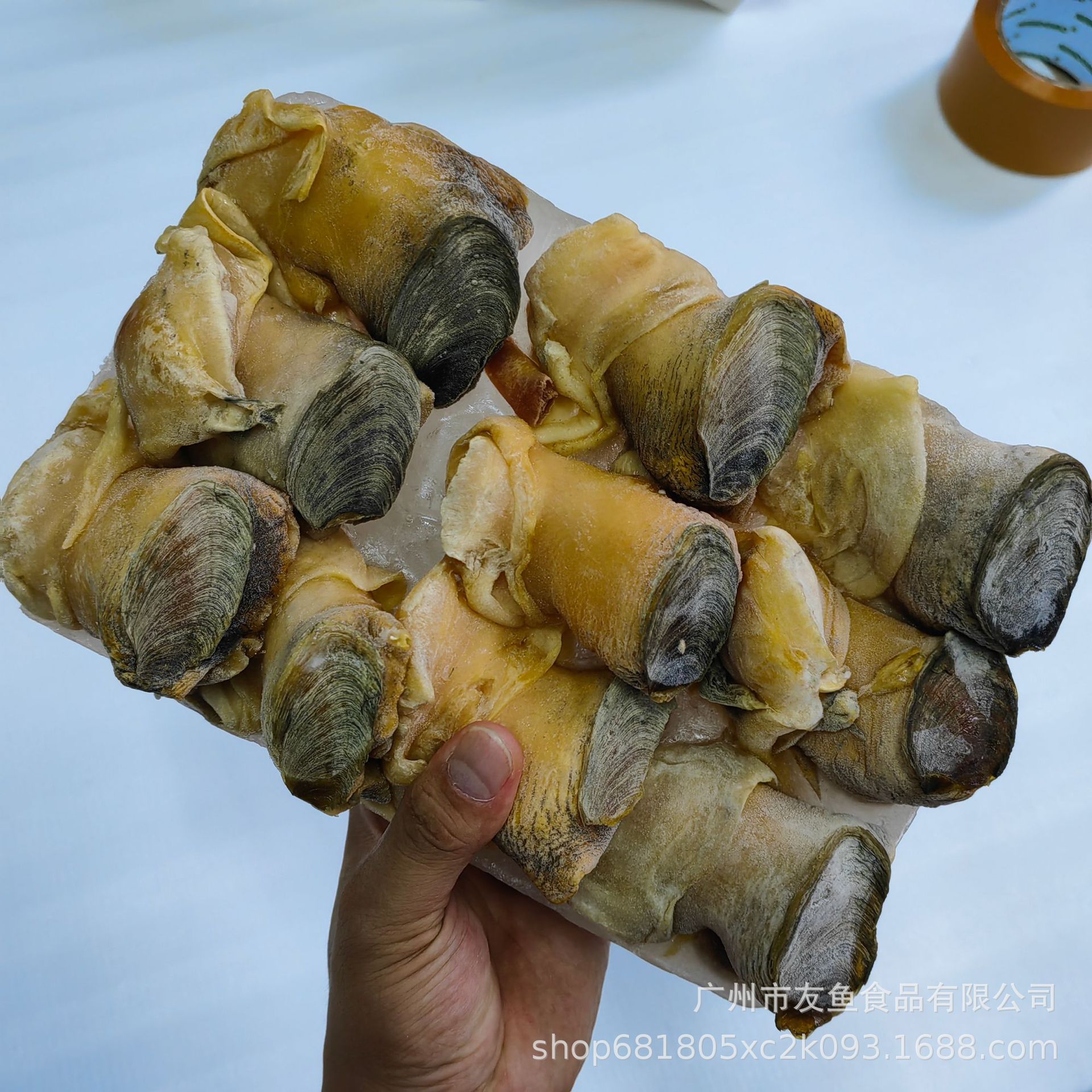 美国螺头大西洋螺头响螺头生螺冻螺肉凤螺肉带冰2kg/盒约9只/盒