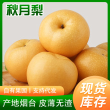 河北皇冠梨整箱包邮新鲜梨子水果脆甜多汁当季白梨子5斤雪梨