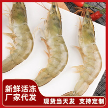 新鲜大虾沙特虾生鲜活冻大号海鲜整箱基围虾海虾水产对虾厂家代发