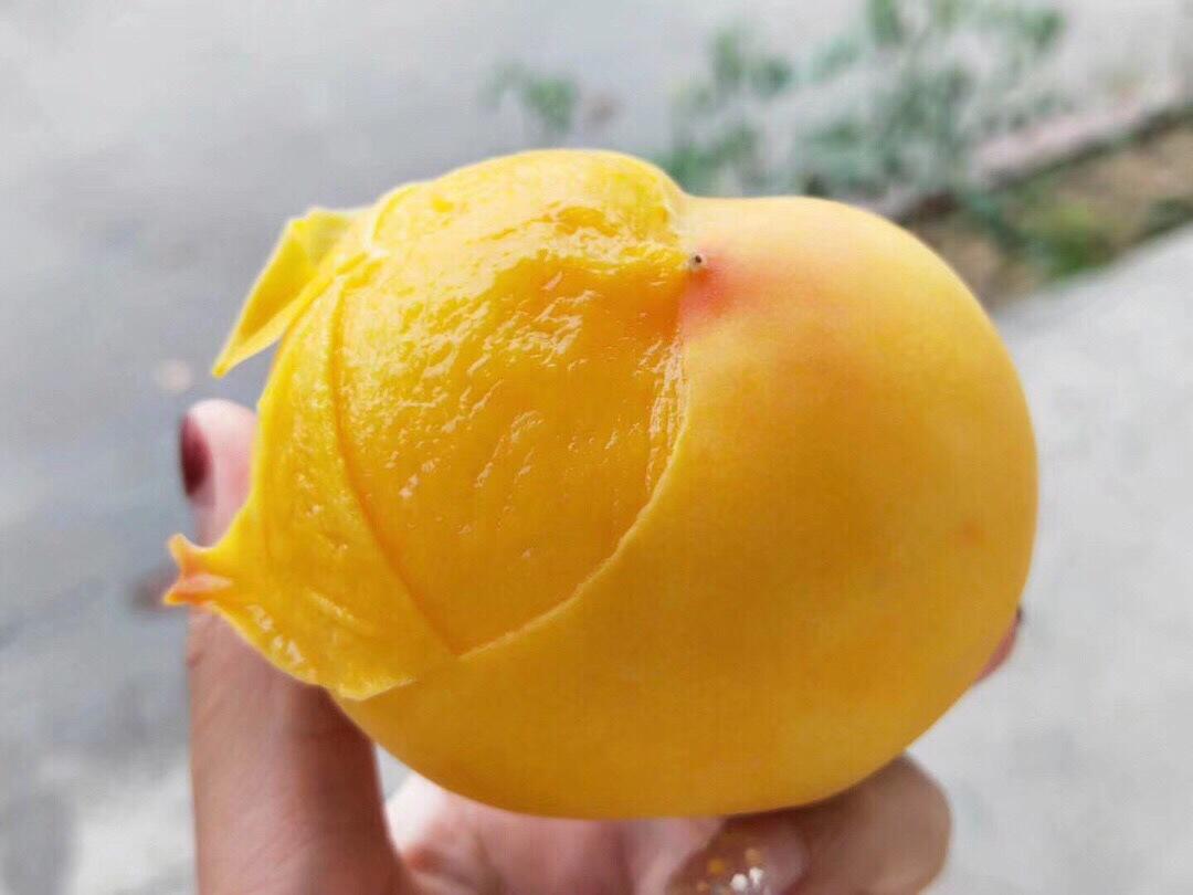 山东蒙阴黄金蜜桃新鲜黄桃当季现摘毛桃脆甜顺丰包邮