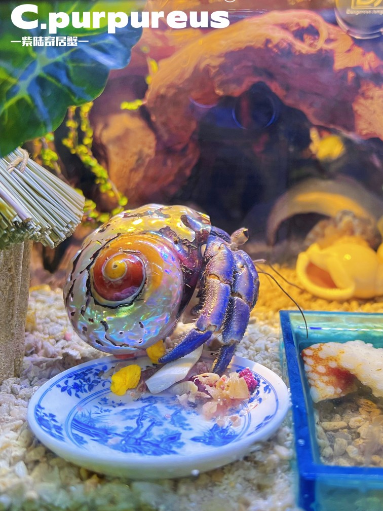 网红爬宠陆生易养寄居蟹灰白深紫里拉黑莓草莓宠物蟹包邮包活包损