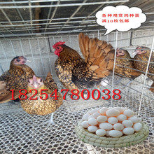 哪里卖梵天鸡 一只成年婆罗门鸡有多重 出售观赏 婆罗门鸡鸡苗
