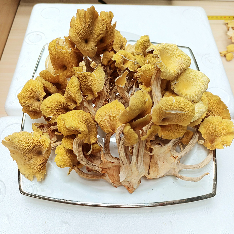 鸡油黄1000kg云南特产菌菇干货鸡油菌干散装鸡油蘑菌产地直销批发