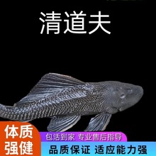 清道夫鱼淡水热水鱼草缸鱼缸工专吃鱼屎藻类垃圾残饲料工具鱼