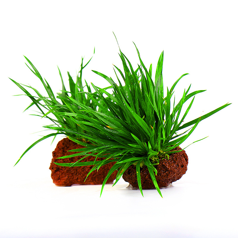 迷你小剑兰定植火山石懒人鱼缸水草造景水陆缸石普昌泰国小水剑草