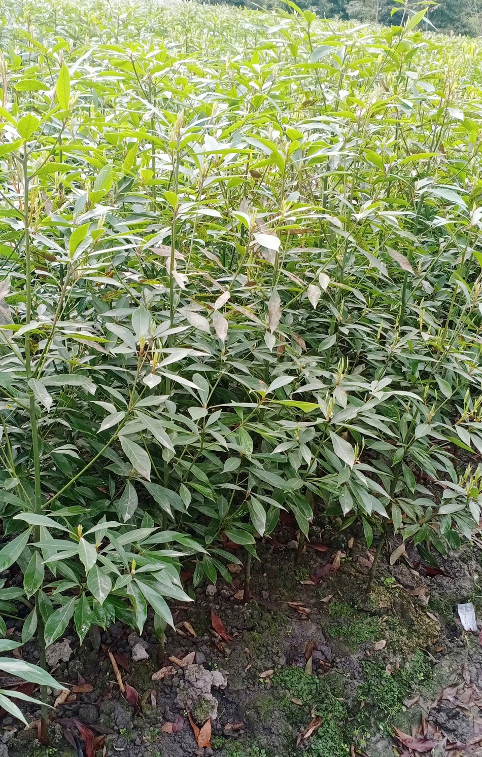 小叶桢楠地苗 细叶桢楠 金丝楠木 四川园林绿化苗木 楠木笼子绿篱