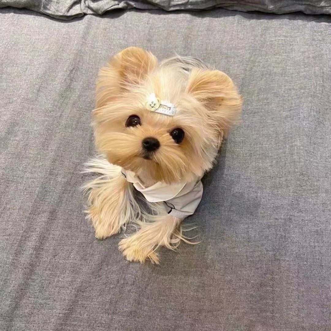 约克夏幼犬纯种活物 赛级超小体型茶杯金色家养宠物狗幼崽-阿里巴巴