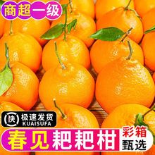 春见耙耙柑净重5斤果径70mm/75mm以上现摘大果新鲜水果丑粑粑橘桔