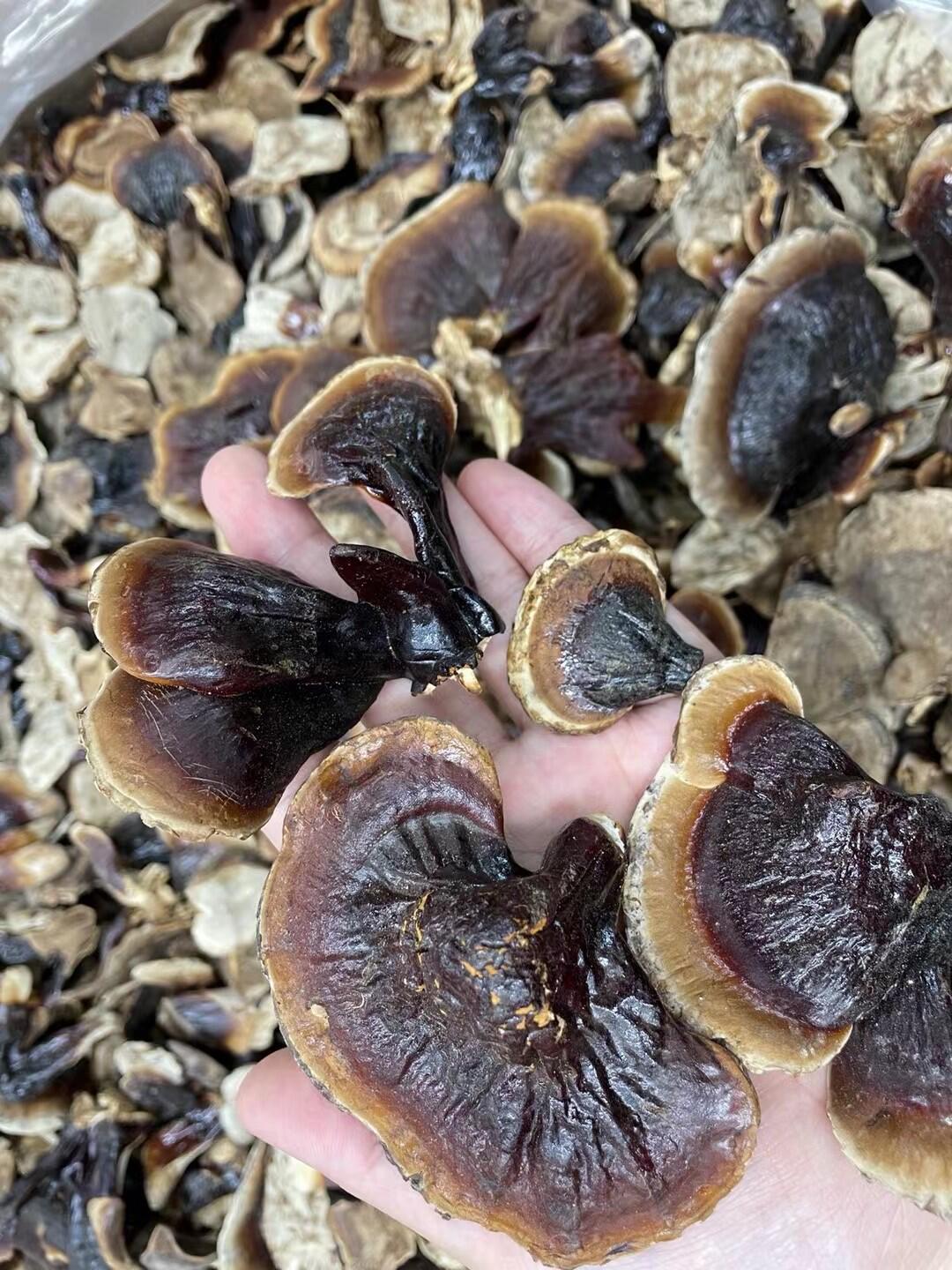 东北长白山金边小灵芝无柄林下灵芝整只泡水煲汤不苦灵芝