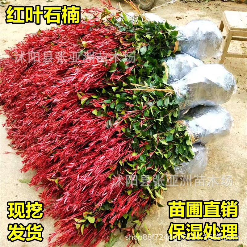 红叶石楠树苗 四季常青庭院绿化苗木 火焰红围墙篱笆苗工程小苗球