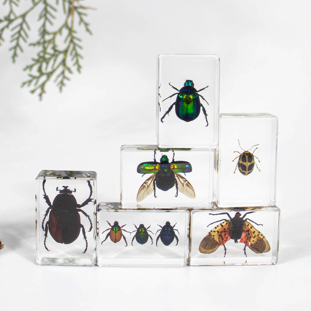 Factory Direct Supply Crystal Glue Real Insect Specimen Marine Specimen Creative Gift Decoration Student Teaching Aids