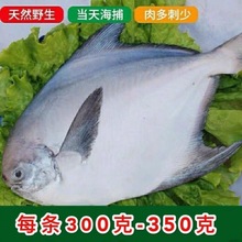 新鲜冷冻东海大白鲳鱼一两银鲳鱼冷冻食品海鲜顺丰快递 厂批发