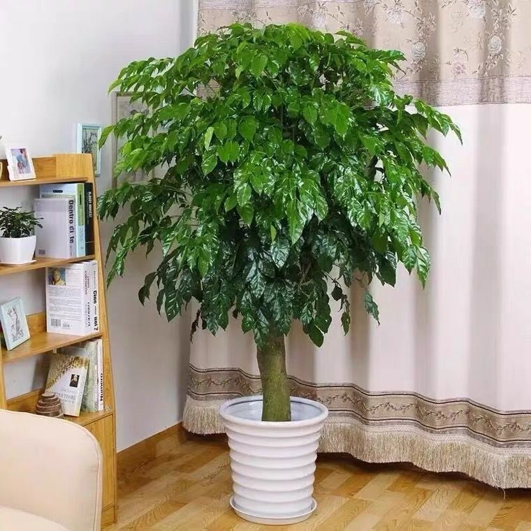 幸福树平安树盆栽大型室内客厅绿植四季常青