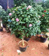 一件代发香妃山茶花盆栽带花苞五色赤丹花卉植物室内好养茶花树苗