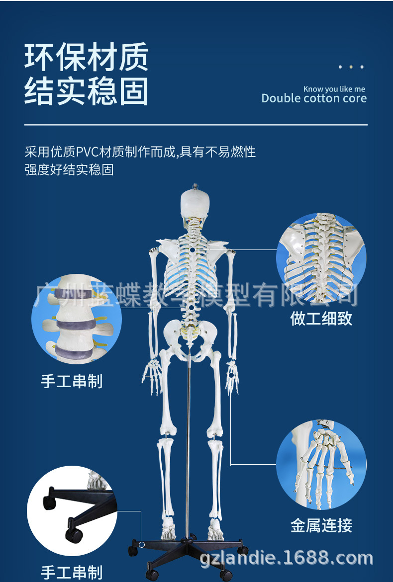 成人一比一人体骨骼模型180cm标准医艺用大骨骼模型 纯白色骨架模