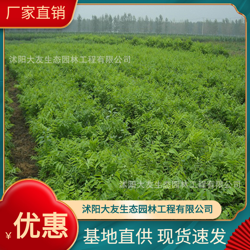 基地批发 自产自销无患子树苗 景区造景道路园林工程绿化苗