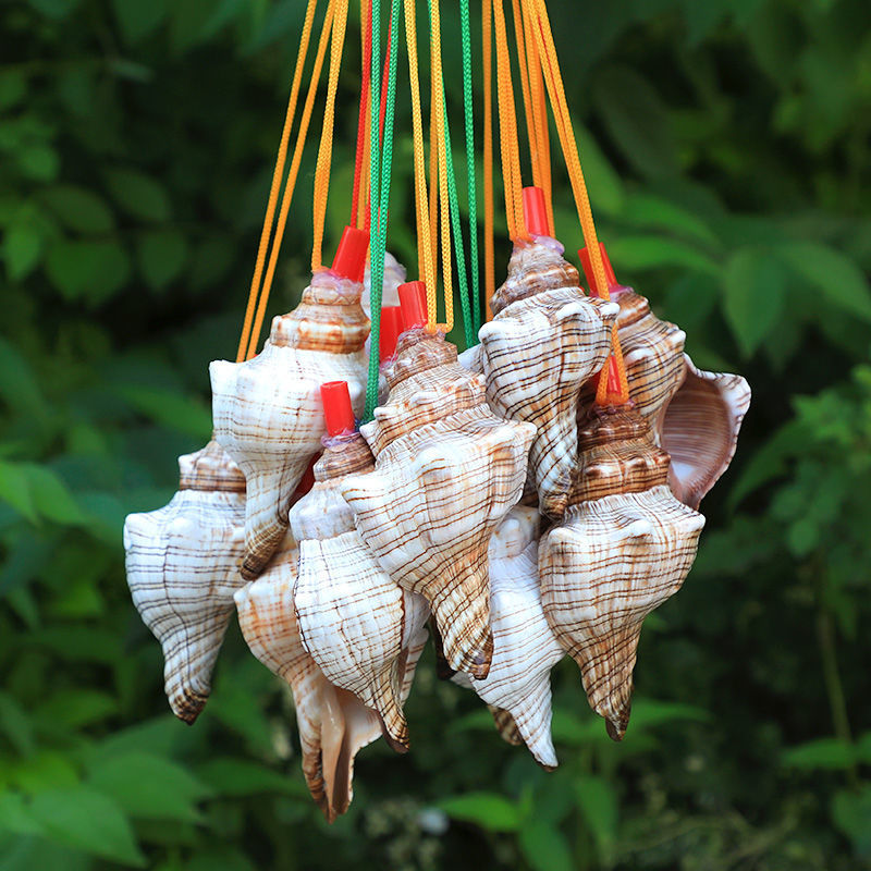 天然海螺号角儿童贝壳玩具小螺号超大海螺壳工艺品可吹响喇叭口哨