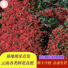 云南基地直批红豆鲜花相思豆批发婚礼花束用花花店用花配花鲜切花