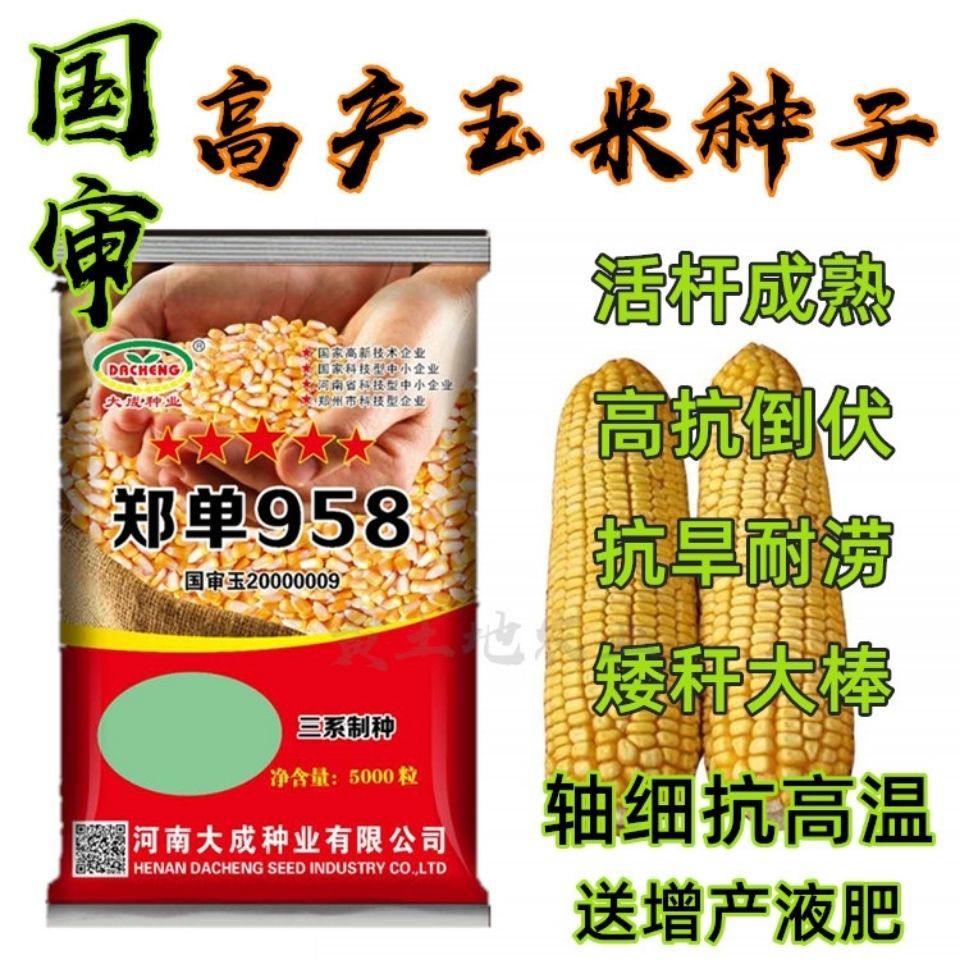 玉米高产种子