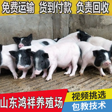 巴马香猪苗批发价格 鸿祥现货供应20-30斤的巴马香猪 货到付款