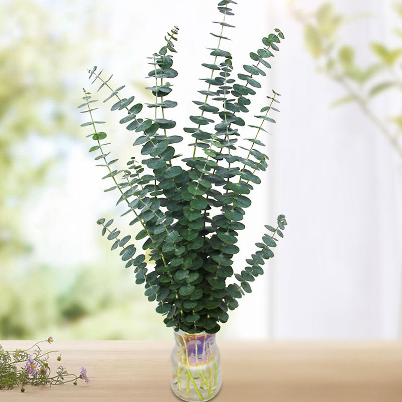 云南尤加利新鲜采摘鲜花 黄莺情人草家用办公室装饰批发出售包邮