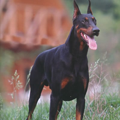 纯种杜宾活体幼犬德系美系双血统杜宾犬狗仔高智商看家护院护卫犬