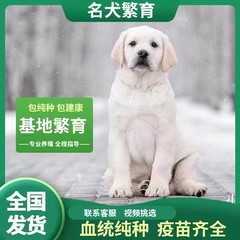 纯种拉布拉多犬幼犬活体出售拉布拉多导盲犬赛级宠物狗拉布拉多犬