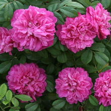 可食用玫瑰花苗大马士革盆栽阳台庭院四季浓香花卉平阴玫瑰绿植物