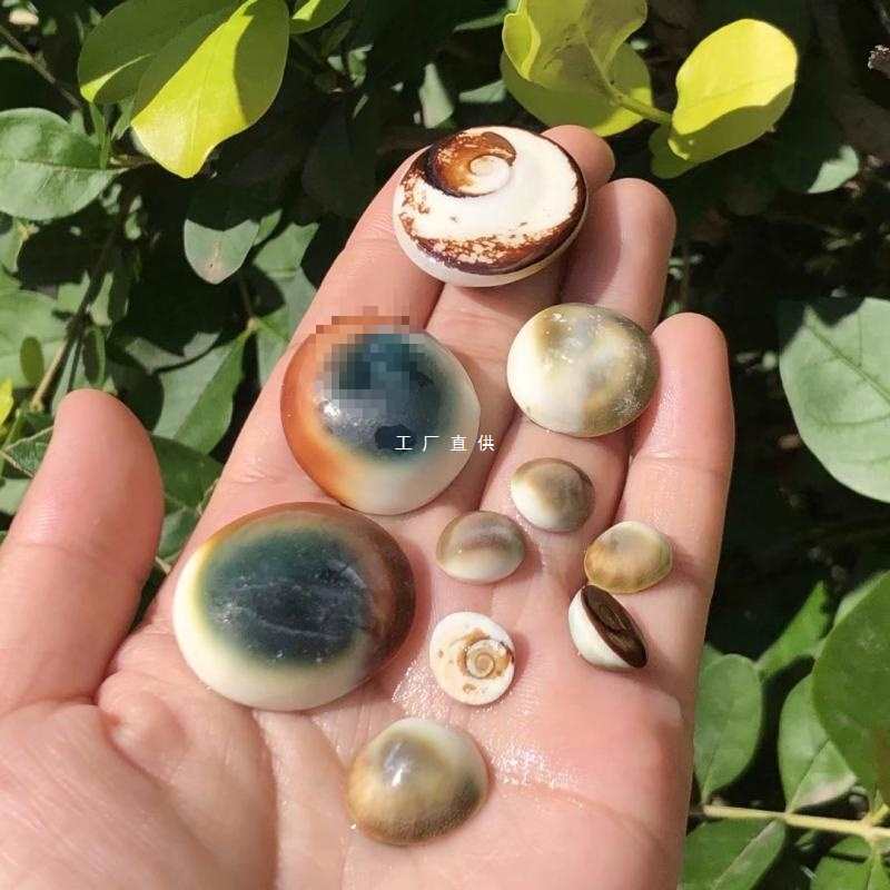 天然海螺贝壳太阳贝眼睛家居鱼缸地台手工diy材料包装饰摆件标本