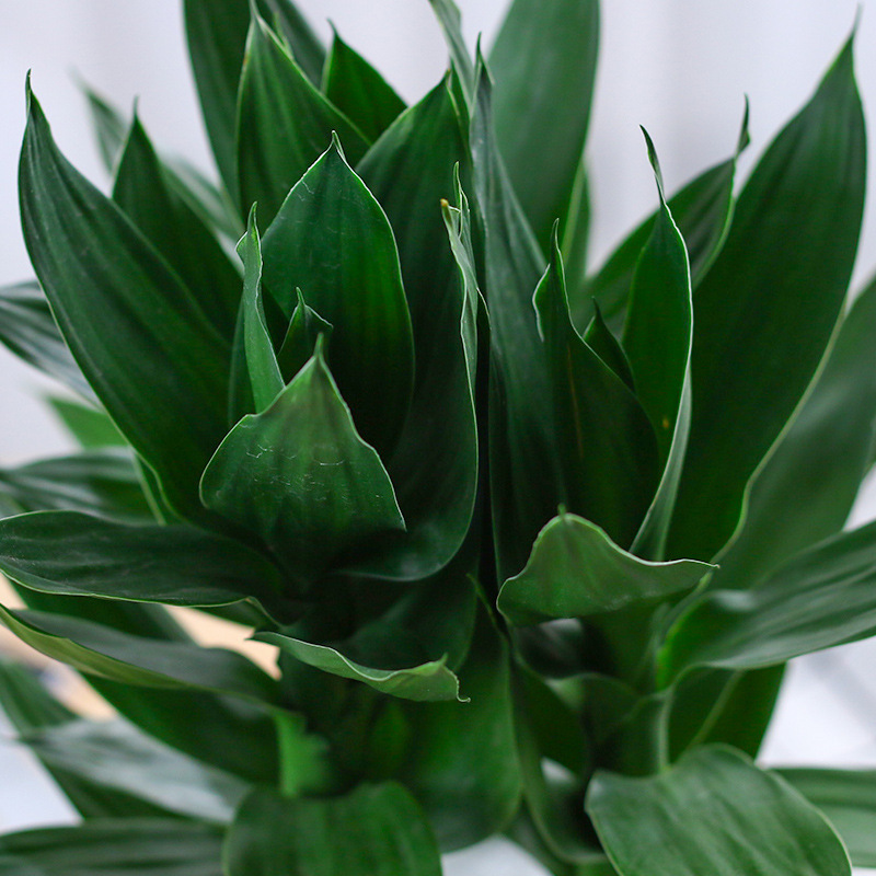 水培植物富贵竹子观音竹发财竹客厅室内发财水养花卉好养盆栽