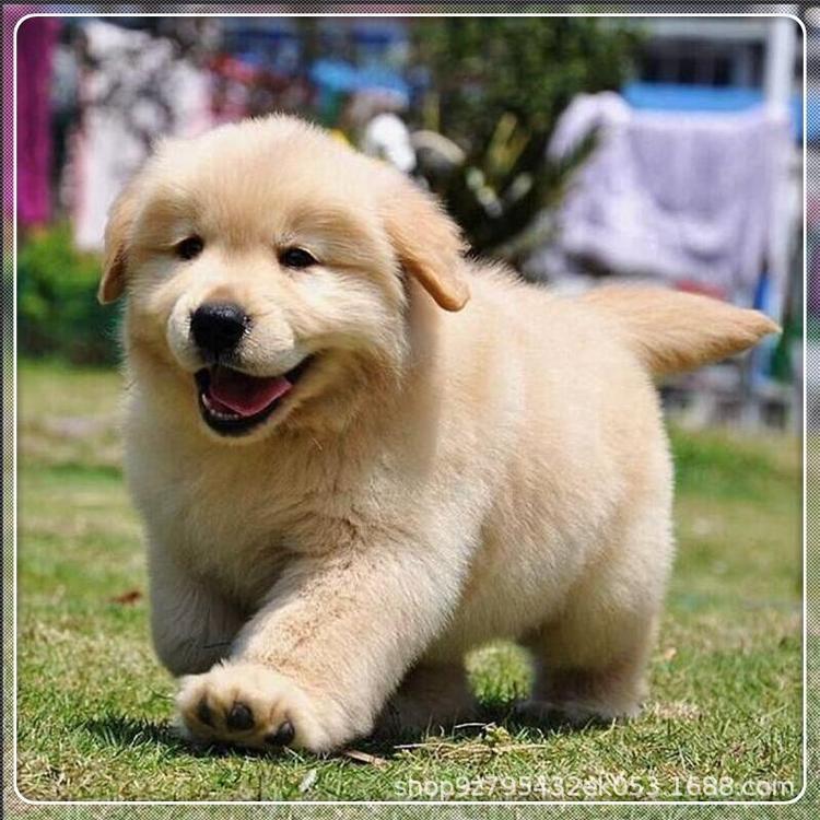 批发金毛幼犬活体宠物狗狗双血统赛级金毛护卫犬家养大骨架导盲犬