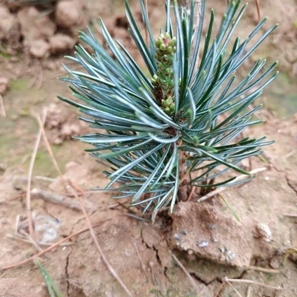 盆景素材苗五针松黑松嫁接五针松五针松短针盆景千寿丸大阪苗